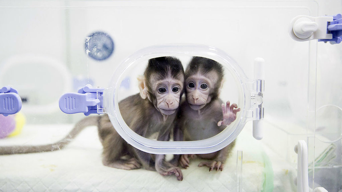 I kina har forskare lyckats klona apor. Zhong Zhong och Hua Hua heter aporna. 