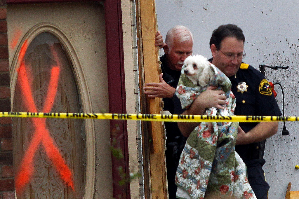 En hund räddas från en förstörd byggnad.