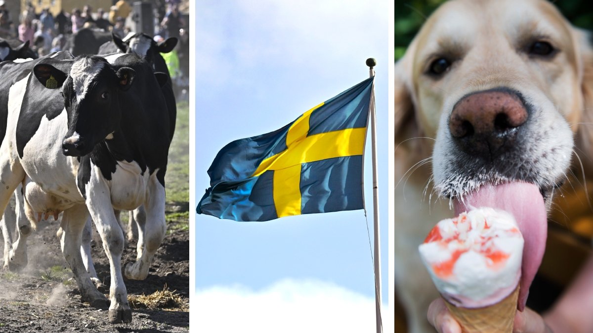 Nu har Sveriges mest och minst djurvänliga kommuner korats.