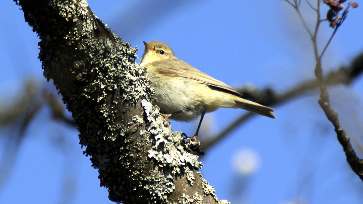 Lövsångaren är ännu så länge Sveriges vanligaste fågel men tycks vara ett exempel på att klimatförändringarna påverkar fågelfaunan. Arkivbild.