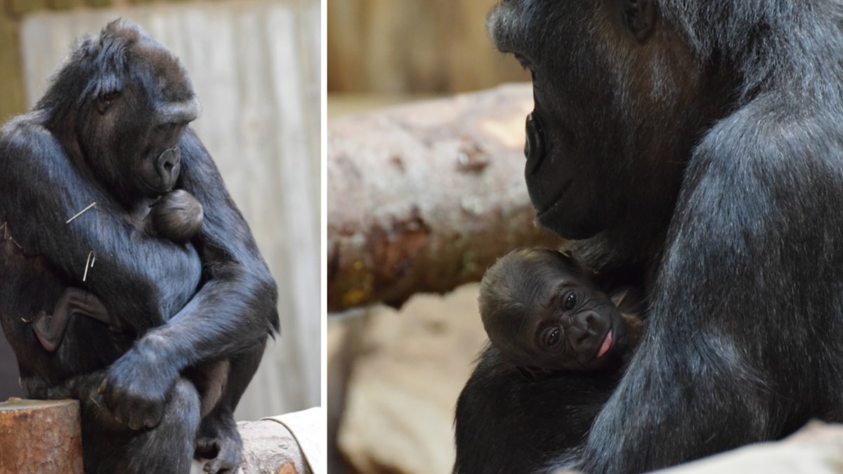 Gorillan Babule med sin nyfödda unge.