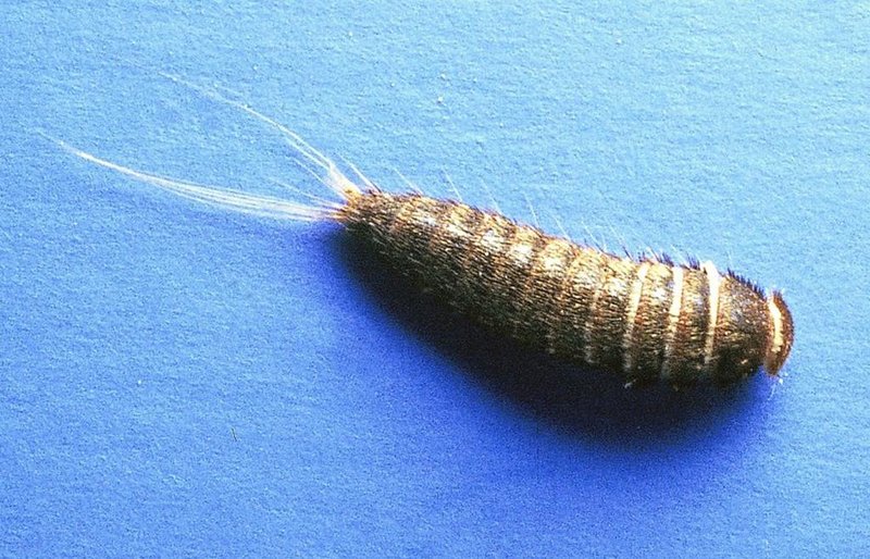 Mal eller pälsänger? Så förhindrar du dem • Bilder • Sanering