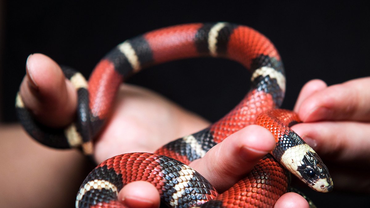 Ormar: När ormar känner sig hotade reagerar de snabbt. De tar livet av 15 000 människor årligen.