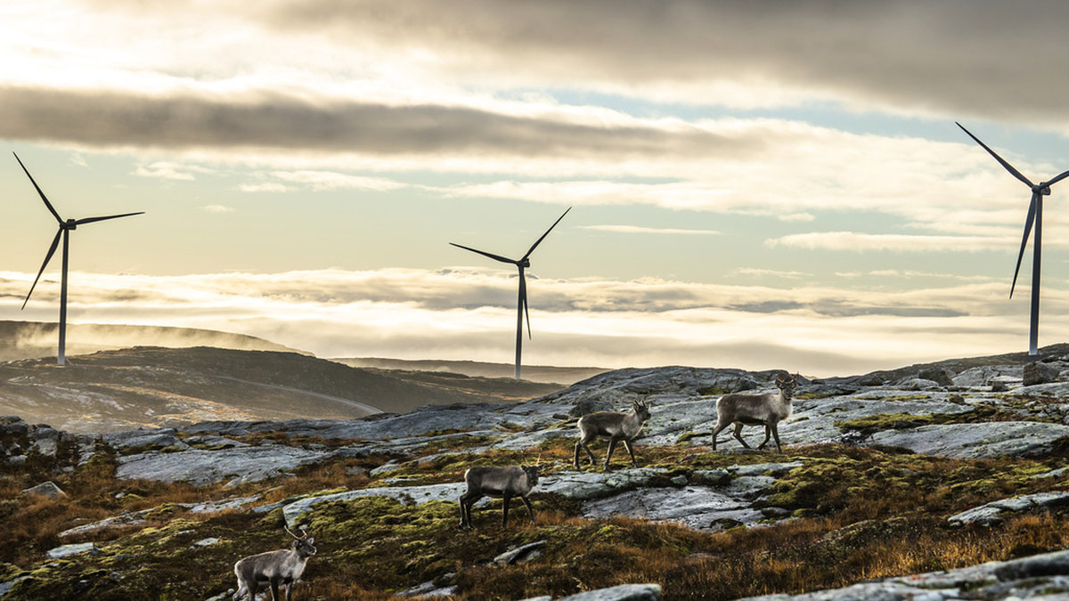 Storheia vindpark med 80 turbiner togs i drift i februari 2020, då Norges största. Arkivbild.