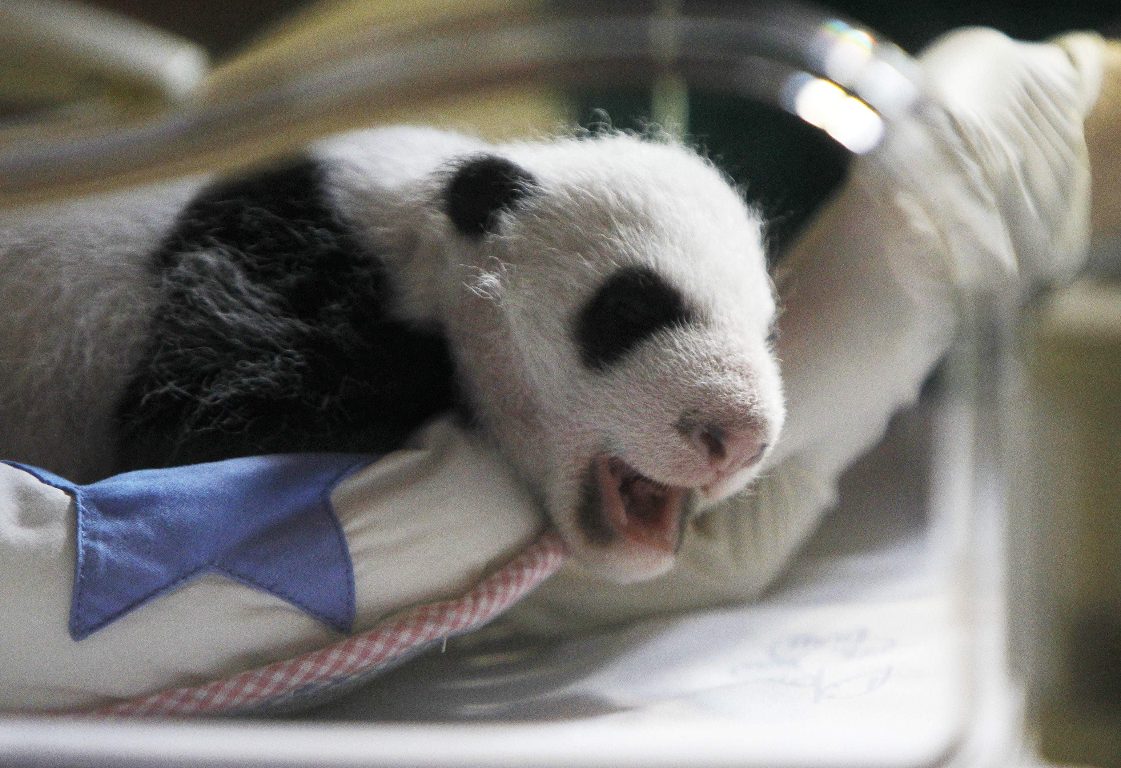 För två år sedan lyckades kinesiska zoologer avla bebispandor i stor skala.