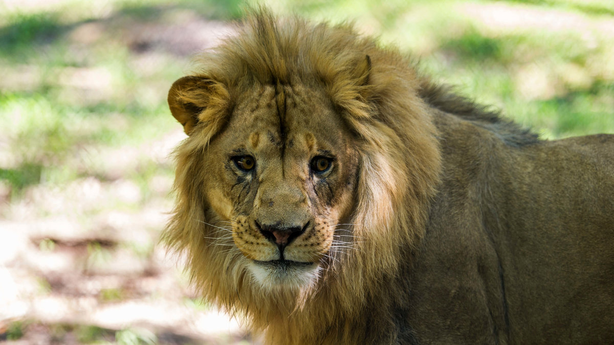 Under höstlovet bjuds skolbarn in för att titta på när det döda lejonet dissekeras. 