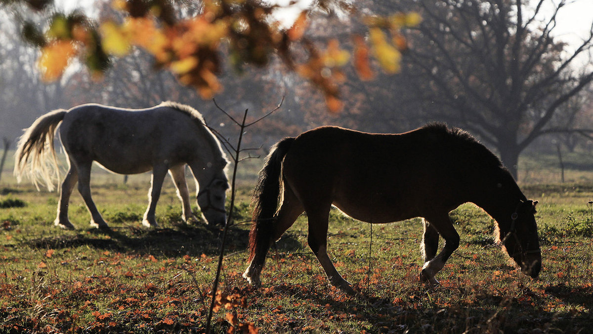 Przewalskis hästar. Arkivbild.