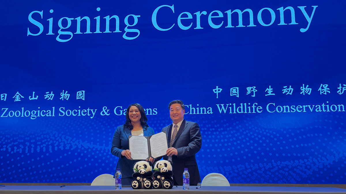 San Franciscos borgmästare London Breed och Wu Minglu, generalsekreterare för China Wildlife Conservation Association, under en ceremoni i Peking.