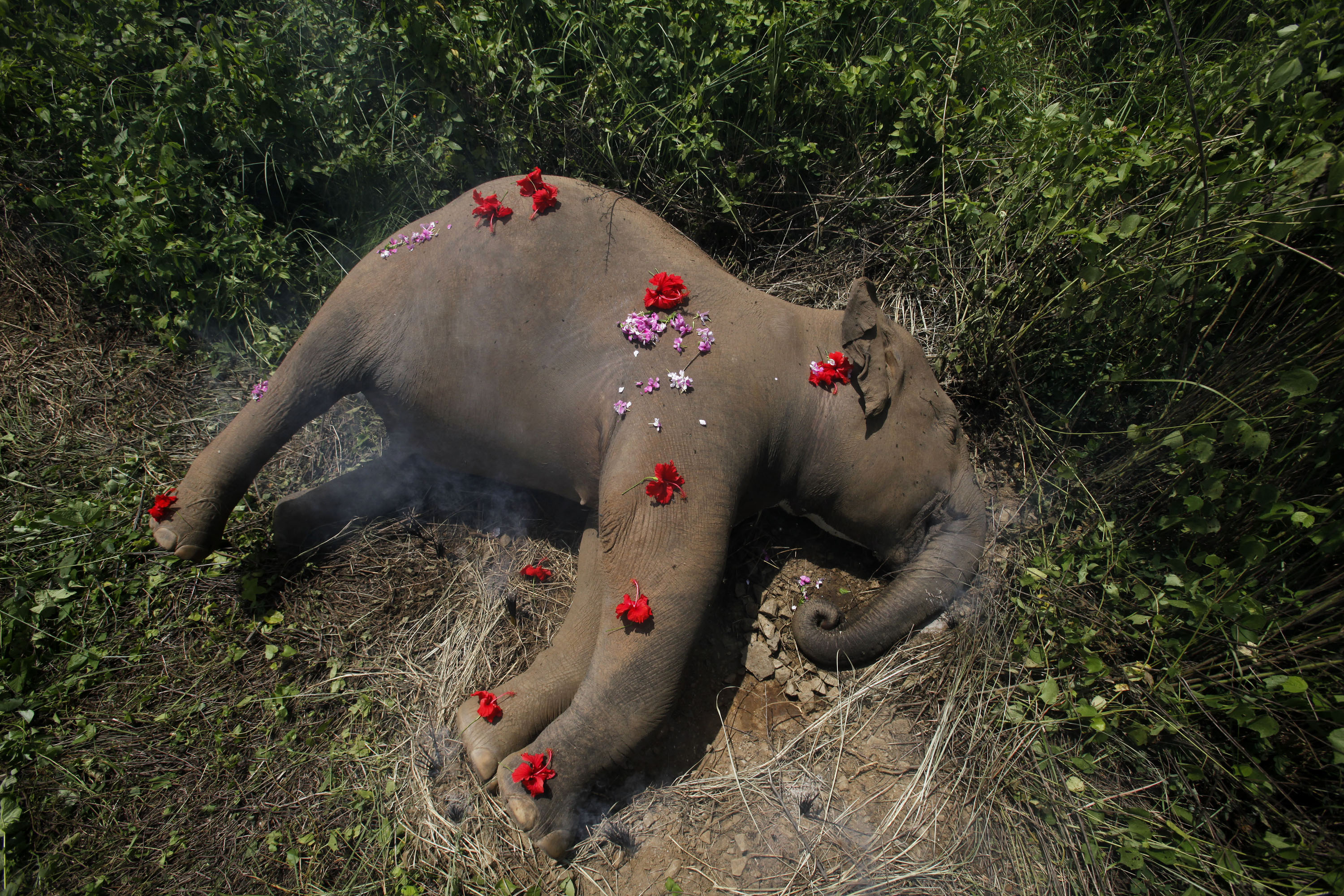 Bara de senaste fem veckorna har 200 elefanter dödats.