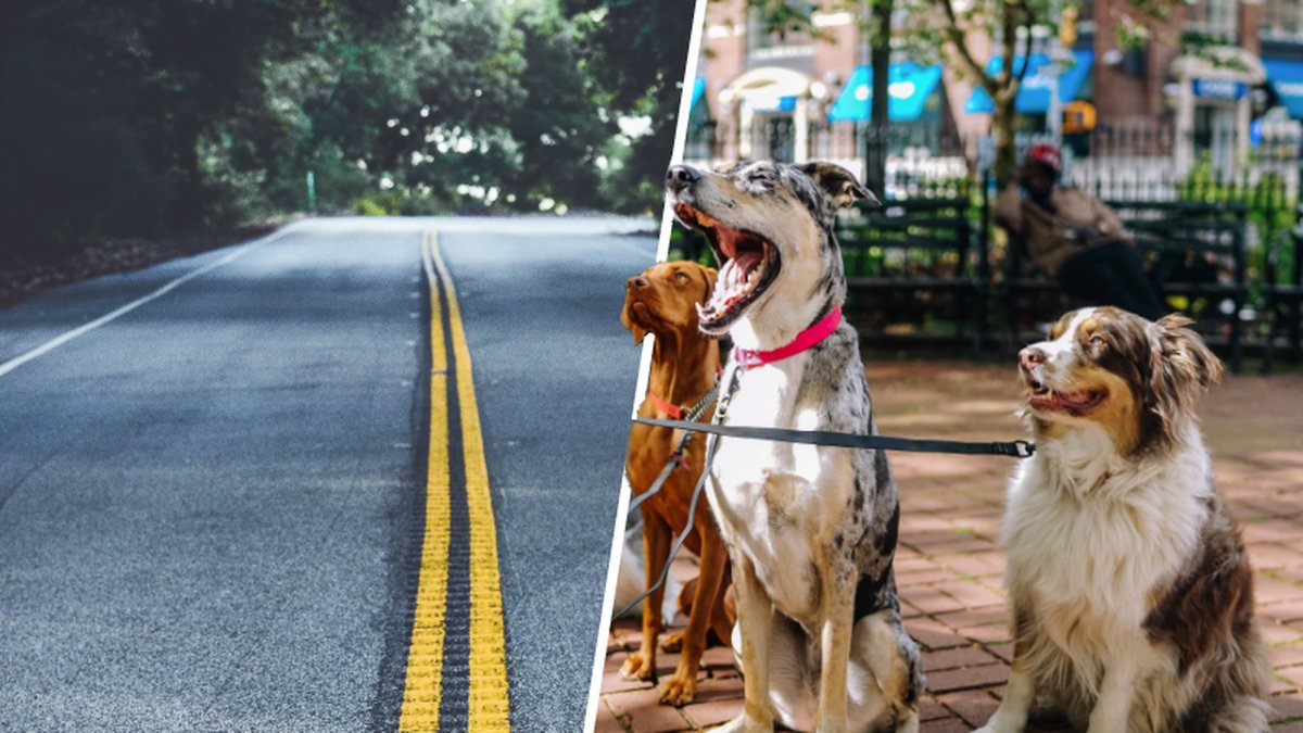 Se upp för het asfalt när du är ute och går med din hund.