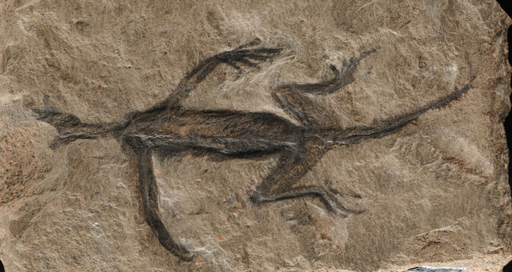 Fossil, TT