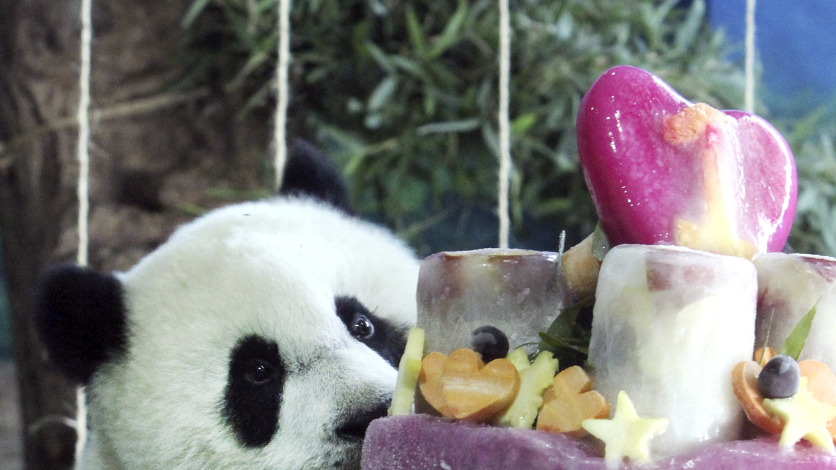 Grattis önskar (förmodligen) den här gulliga pandan.