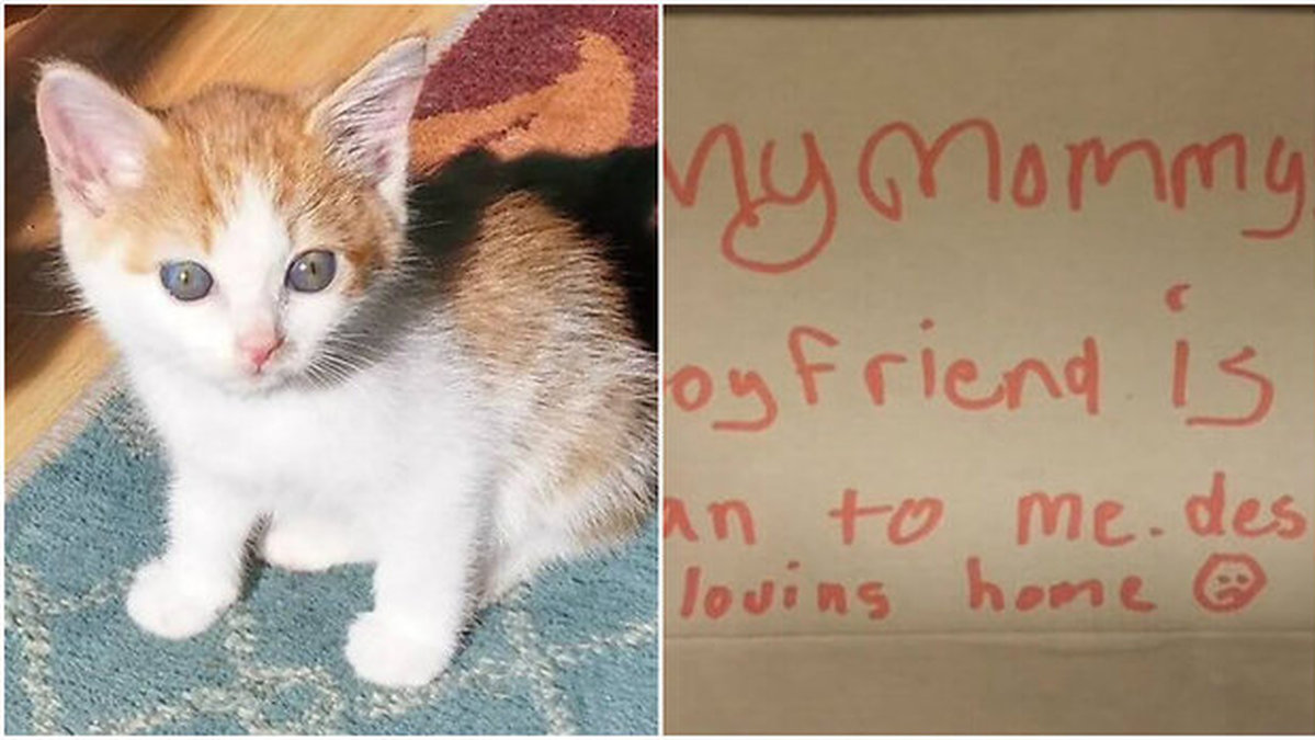 Kvinna hittade en kattunge i en låda när hon var på en joggingtur. 