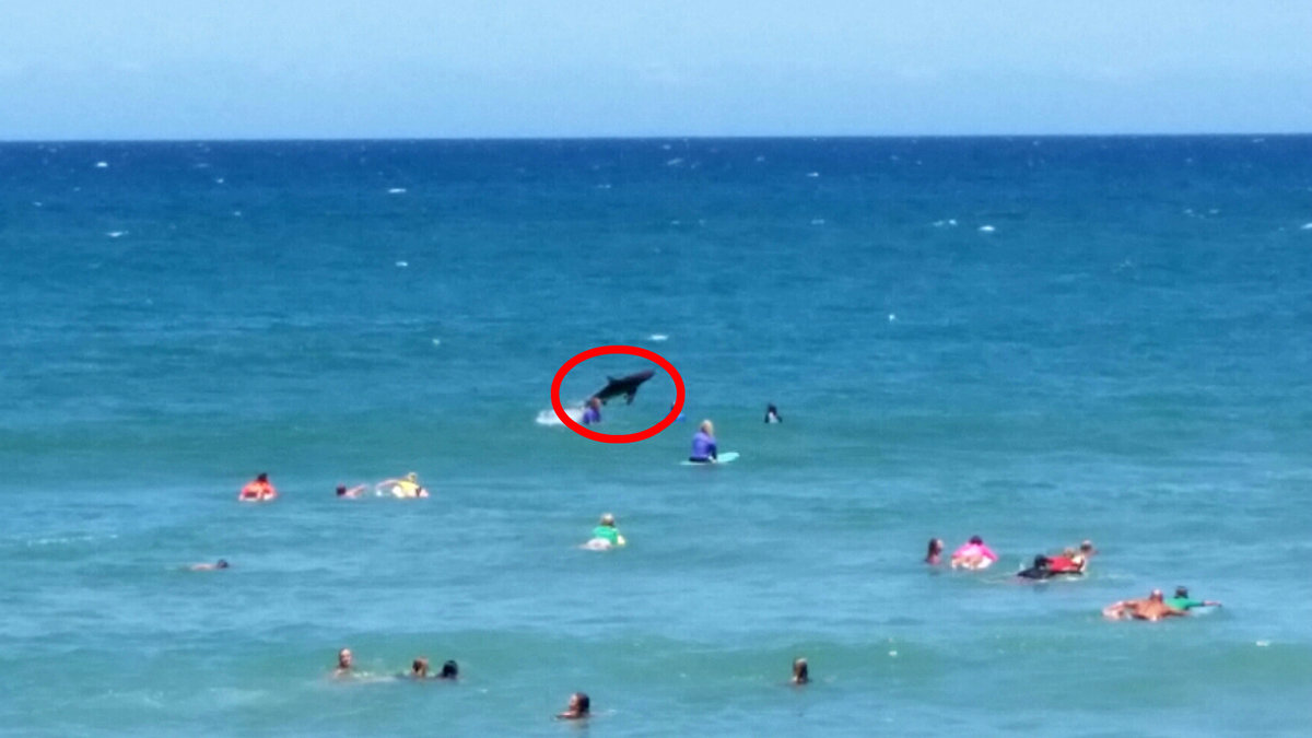En haj dök plötsligt upp bland surfarna på en tävling i Australien. 