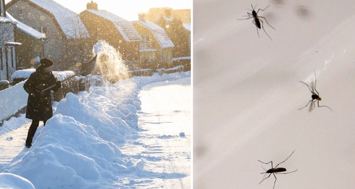 Insekter, Vinter, Snö