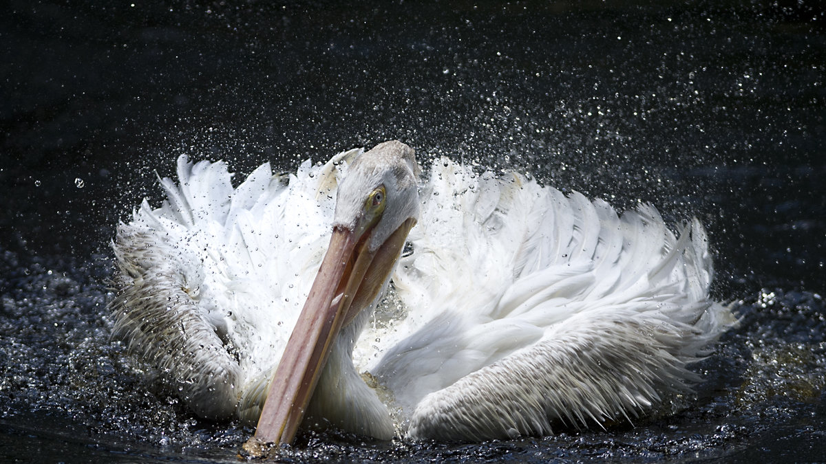 En pelikan gick ett hårt öde till mötes efter att en man inte fick fisk på kroken.