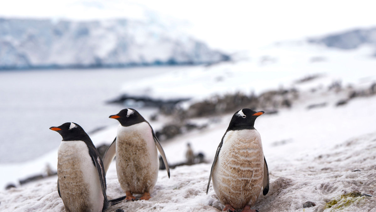 Pingviner nära en chilensk forskningsbas på Antarktis. Arkivbild.
