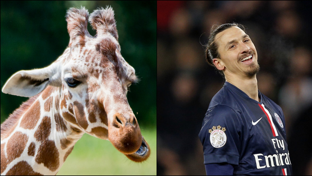 Vad har Zlatan med giraffer att göra kan man undra. 