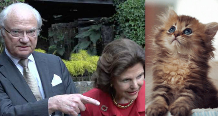 Katt, Drottning Silvia, Kung Carl XVI Gustaf