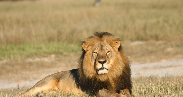 Lejon, Cecil