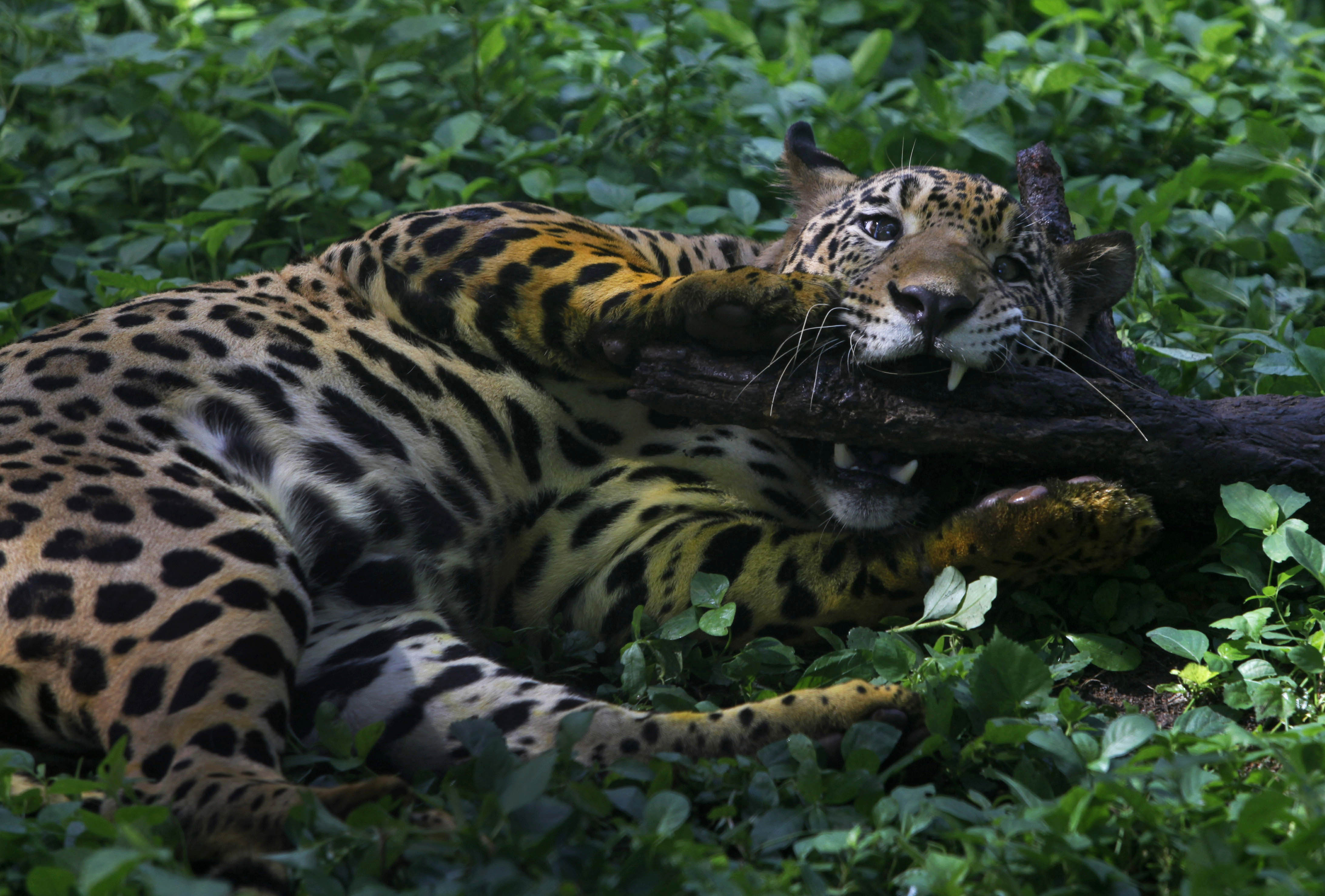 Djur, jaguar