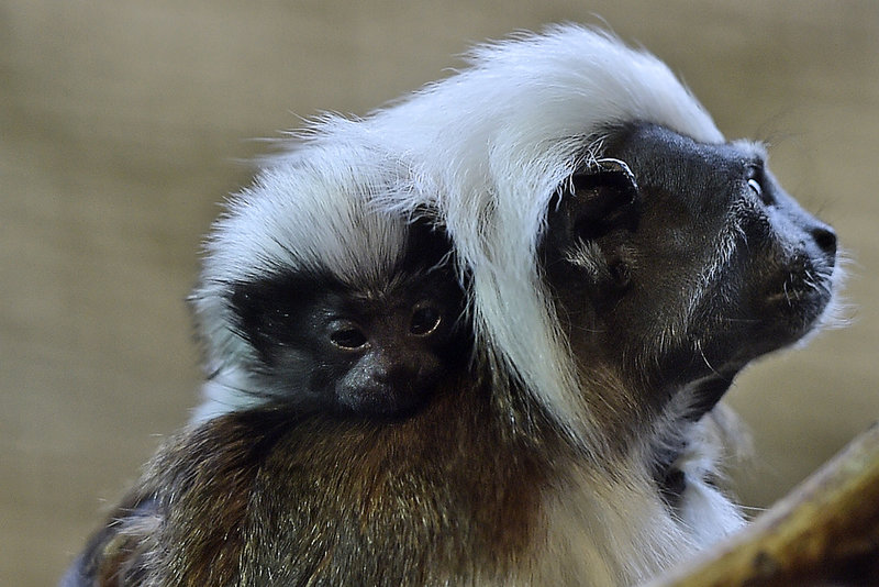 En nyfödd bomullshuvudtamarin på ett zoo i Tyskland. Arkivbild.