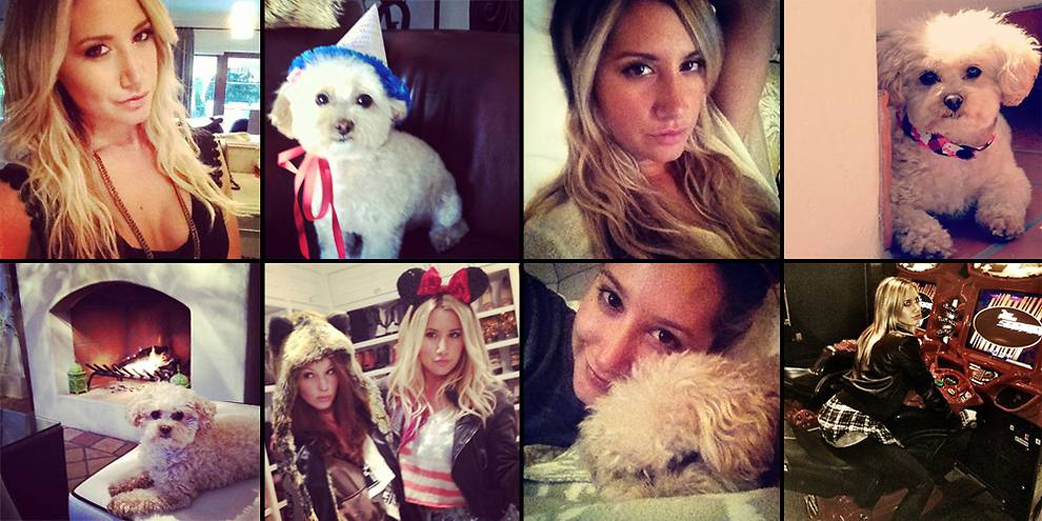 Sötaste hunden: Ashley Tisdales. Sötaste hunden: Ashley Tisdales.