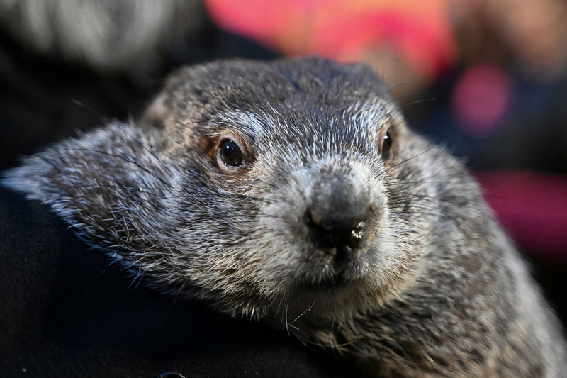 Skogsmurmeldjuret Punxsutawney Phil har klarat av sitt arbete för i år och förutsett när våren anländer i USA. Arkivbild.