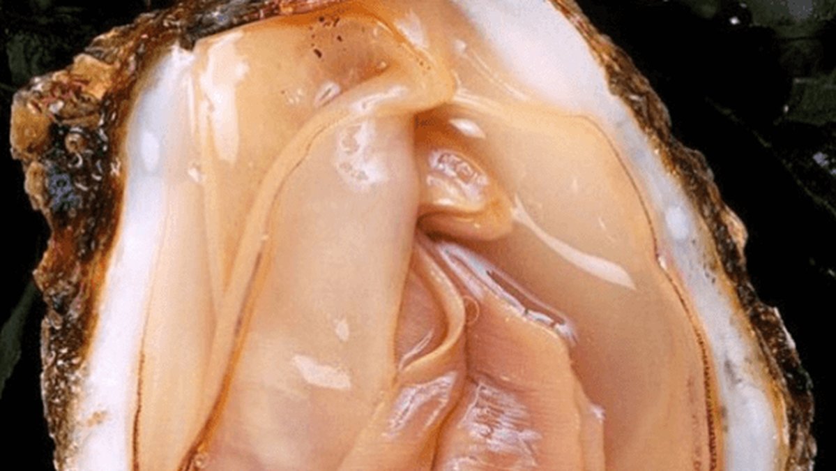 Det här är förstås en mussla, men det ser väldigt mycket ut som ett kön. Du kan till och med tänka dig att du ser klitoris där uppe dör inne och yttre blygdläpparna går ihop. 