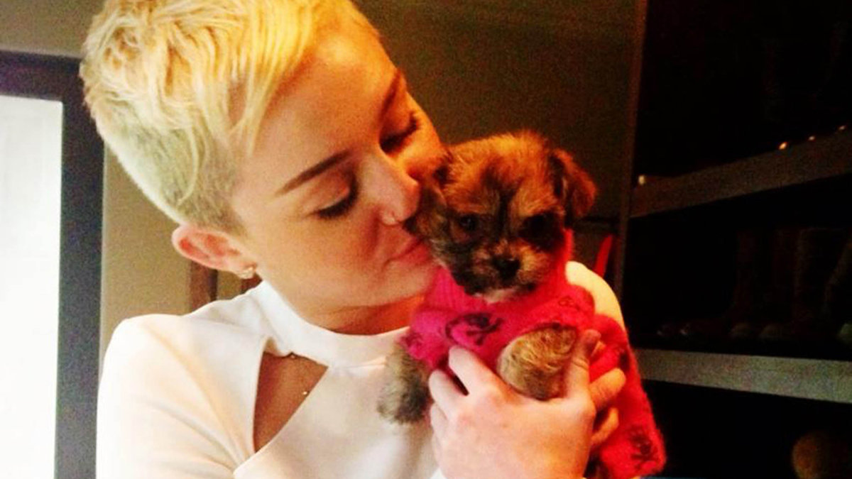 Hur söt var inte Mileys lilla hund? 