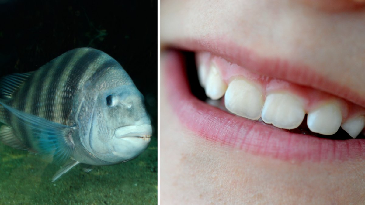 Fårhuvudfisk och genrebild på tänder.