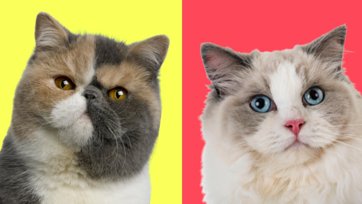 Valj-fem-katter-sa-beskriver-vi-din-personlighet