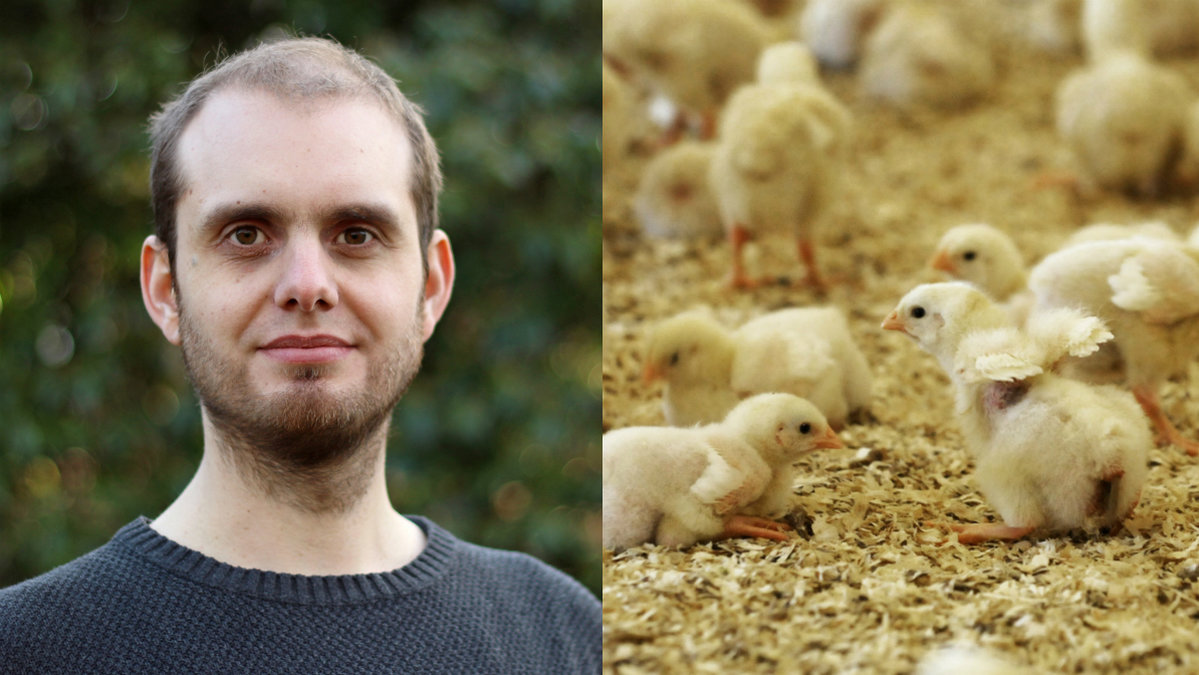 Andreas Nordvall, vice ordförande från Djurens Rätt Göteborg, skriver om äggindustrin och hanteringen kring djuruppfödningen.
