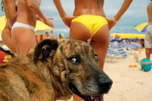 En riktig "dog" till strandraggare. En riktig "dog" till strandraggare.