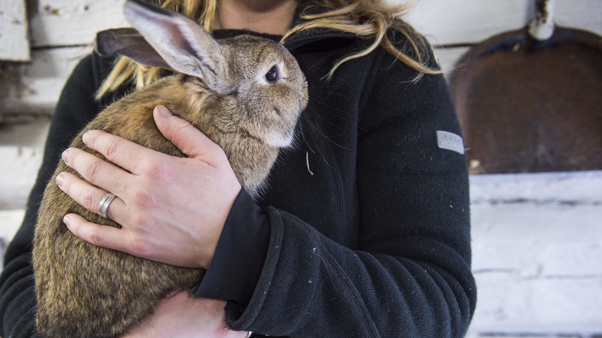 Kaninerna som ska slaktas i skolbyggnaden är av rasen Neew Zeeland. Det är inte kaninen på bilden. 