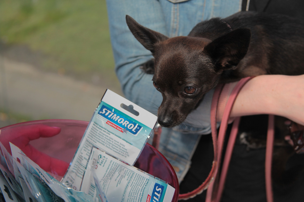 Tuggummihund. Tuggummihund.