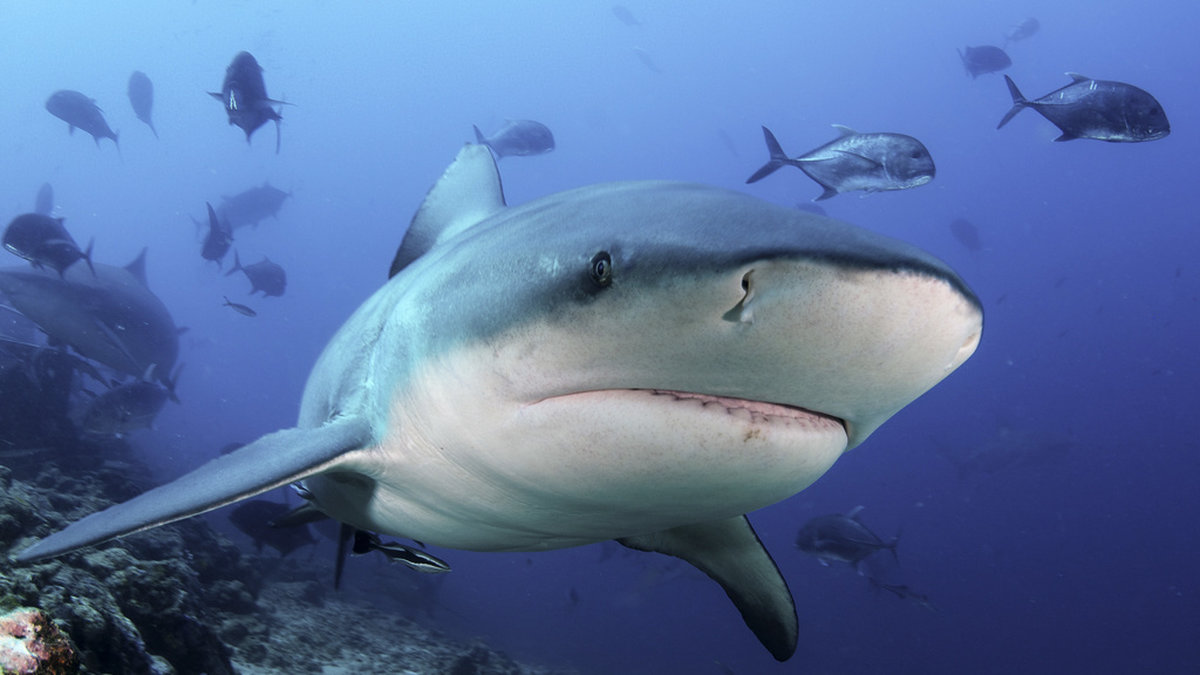 Forskarna hoppas få bättre koll på hajens födelseplatser. Arkivbild.