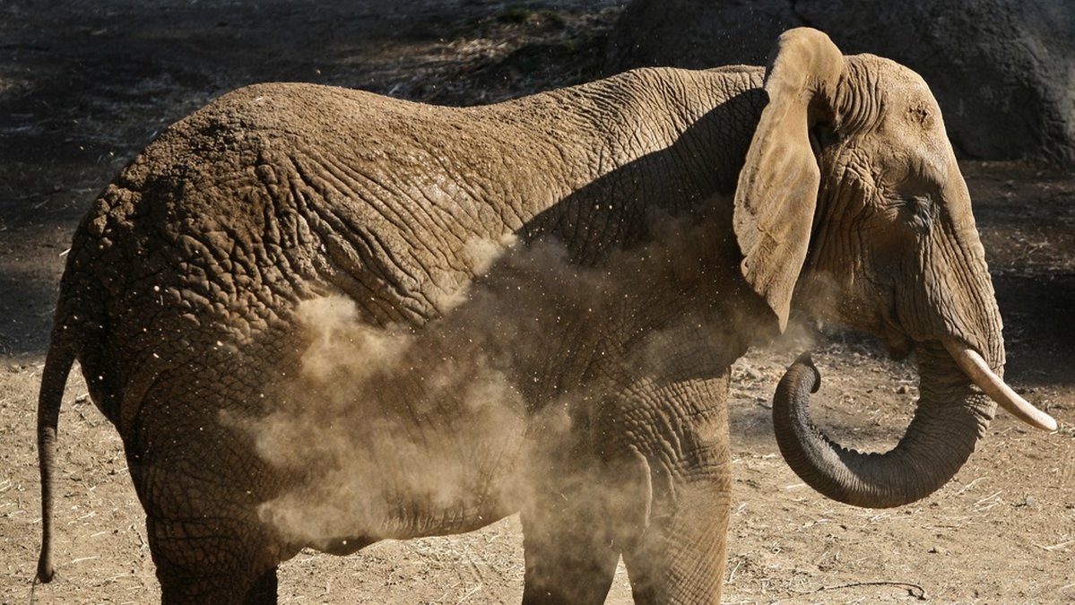 En elefantkalv har klämts ihjäl på Borås djurpark. Arkivbild.