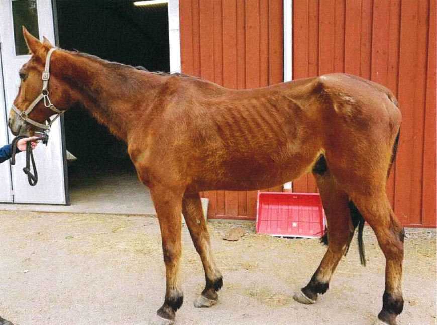 Häst Häst