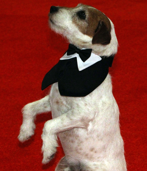 Uggie är en tränad Jack Russel-hund som hade en roll i filmen The Artist som vann fem priset under årets Oscarsgala. En PR-kampanj försökte få uggie nominerad för sin roll, men han fick nöja sig med att vara röda mattans sötaste stjärna. Uggie är en tränad Jack Russel-hund som hade en roll i filmen The Artist som vann fem priset under årets Oscarsgala. En PR-kampanj försökte få uggie nominerad för sin roll, men han fick nöja sig med att vara röda mattans sötaste stjärna.