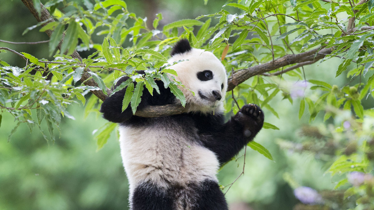 Pandorna blir hungriga när de inte finns bambu. 