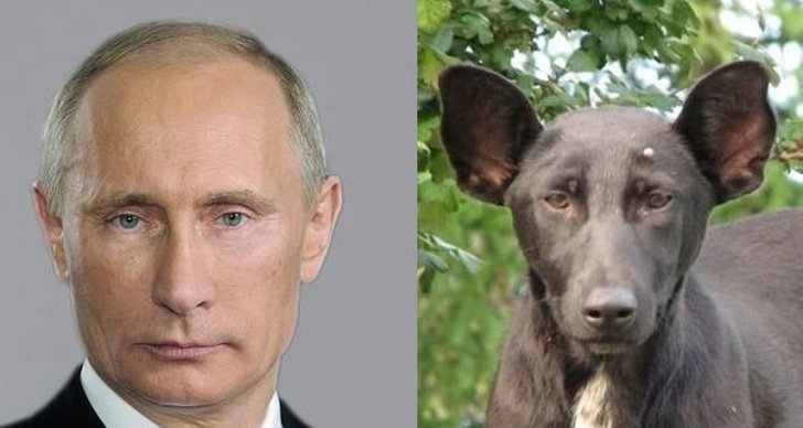 Hund, Dubbelgångare, Vladimir Putin, Staffordshire bullterrier