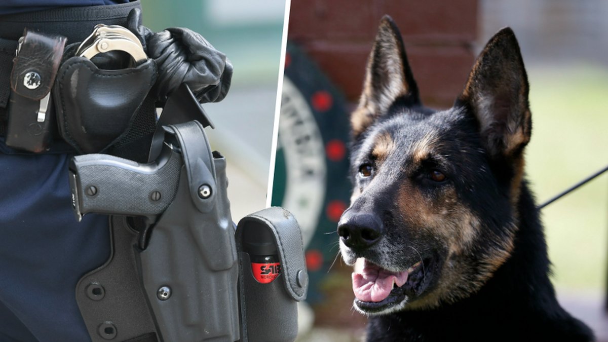 Maffian har utlovat belöning för den som dödar polishunden Sombra