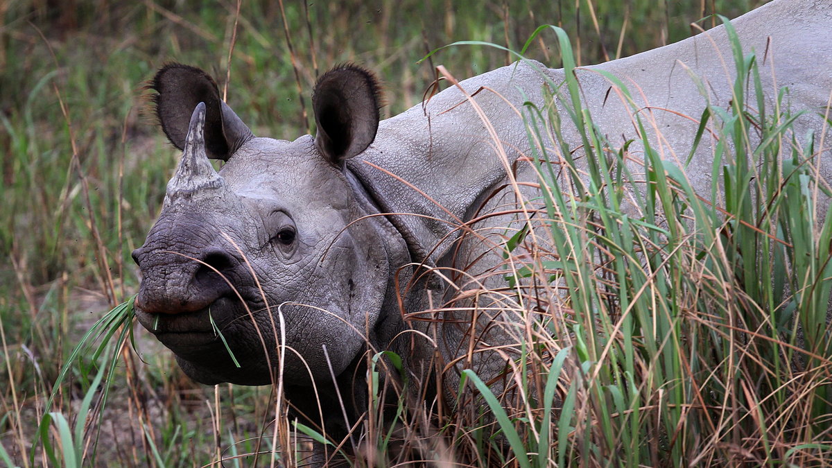 Skydda noshörningar. Den intensiva tjuvjakten på noshörningar i indiska naturreservat ska stoppas med hjälp av drönare, har Nyheter24 tidigare rapporterats. 