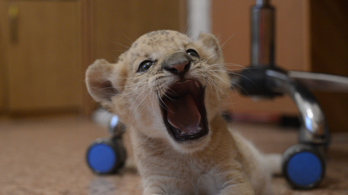 Kiaras pappa är ett lejon och hennes mamma är en liger – en korsning mellan ett lejon och en tiger.
