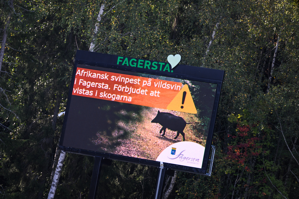I Fagersta varnas det för att visats i skogarna med anledning av utbrottet av afrikansk svinpest. Arkivbild.