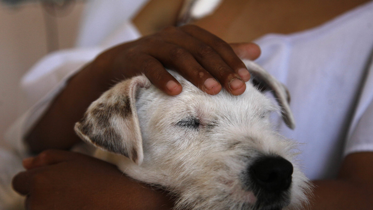 Hundar är kända för att hjälpa människor. Den här hunden får sjuka barn i Ecuador att må bättre. 