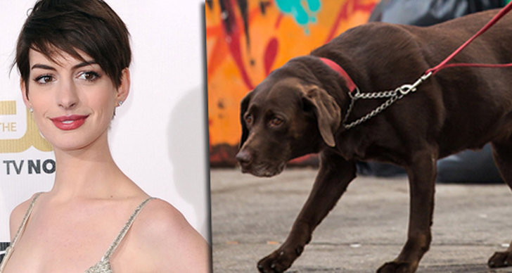 Anne Hathaway, Hund, Labrador
