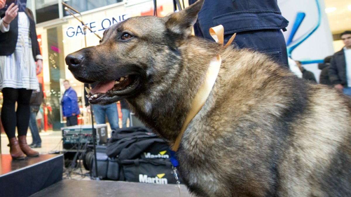 Polisen hävdar att hunden attackerade. OBS! Hunden på bilden har ingenting med artikeln att göra.