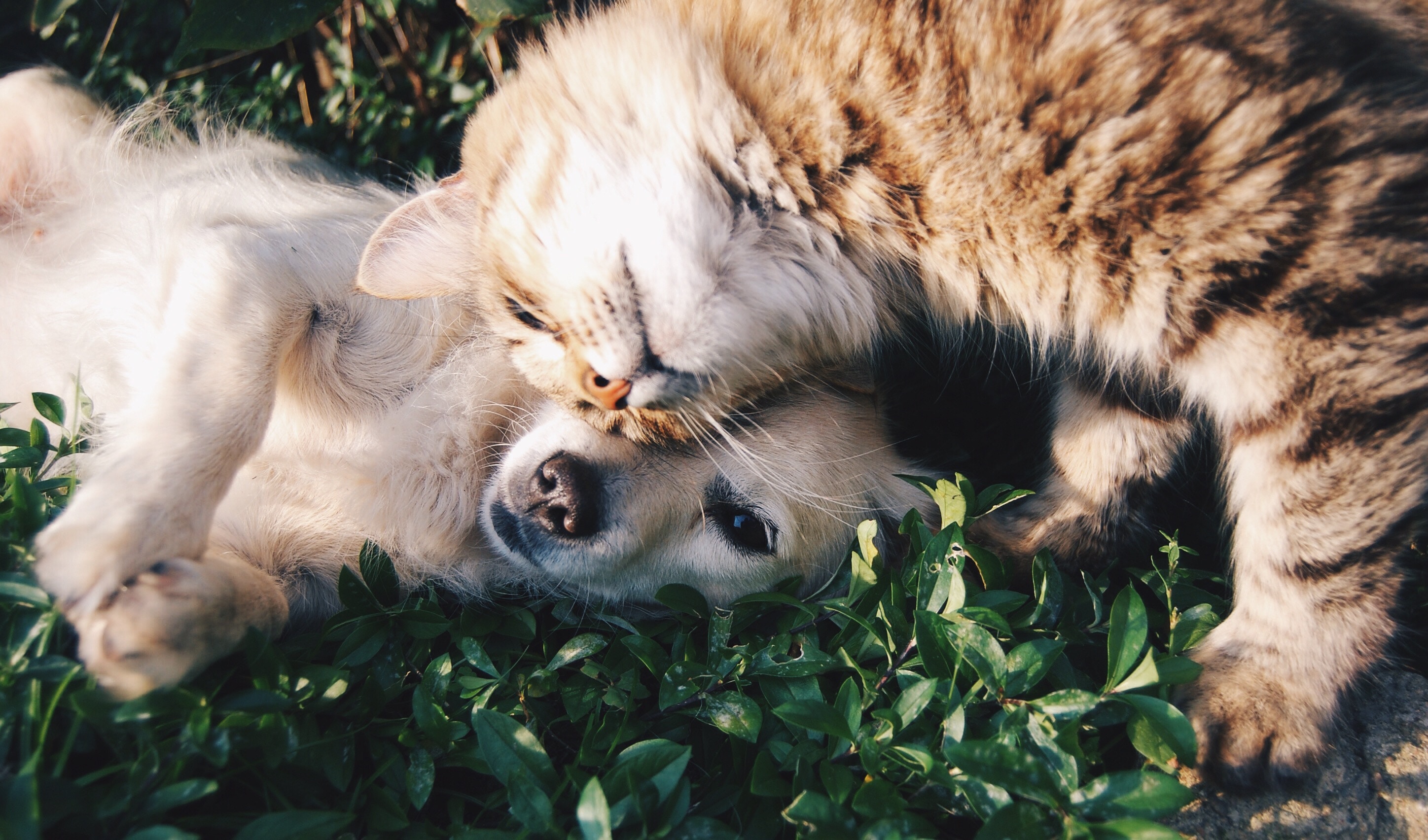 Katt och hund Katt och hund